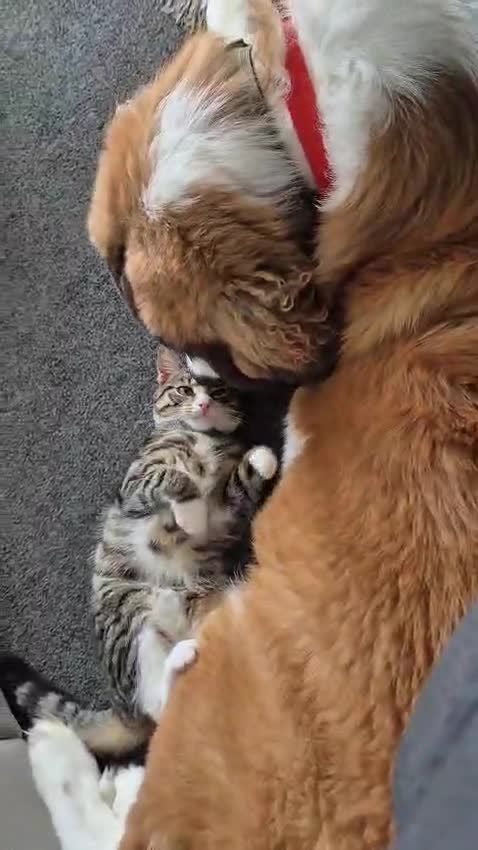 Saint Bernard dogs for sale: St Bernard for sale  - Video 1