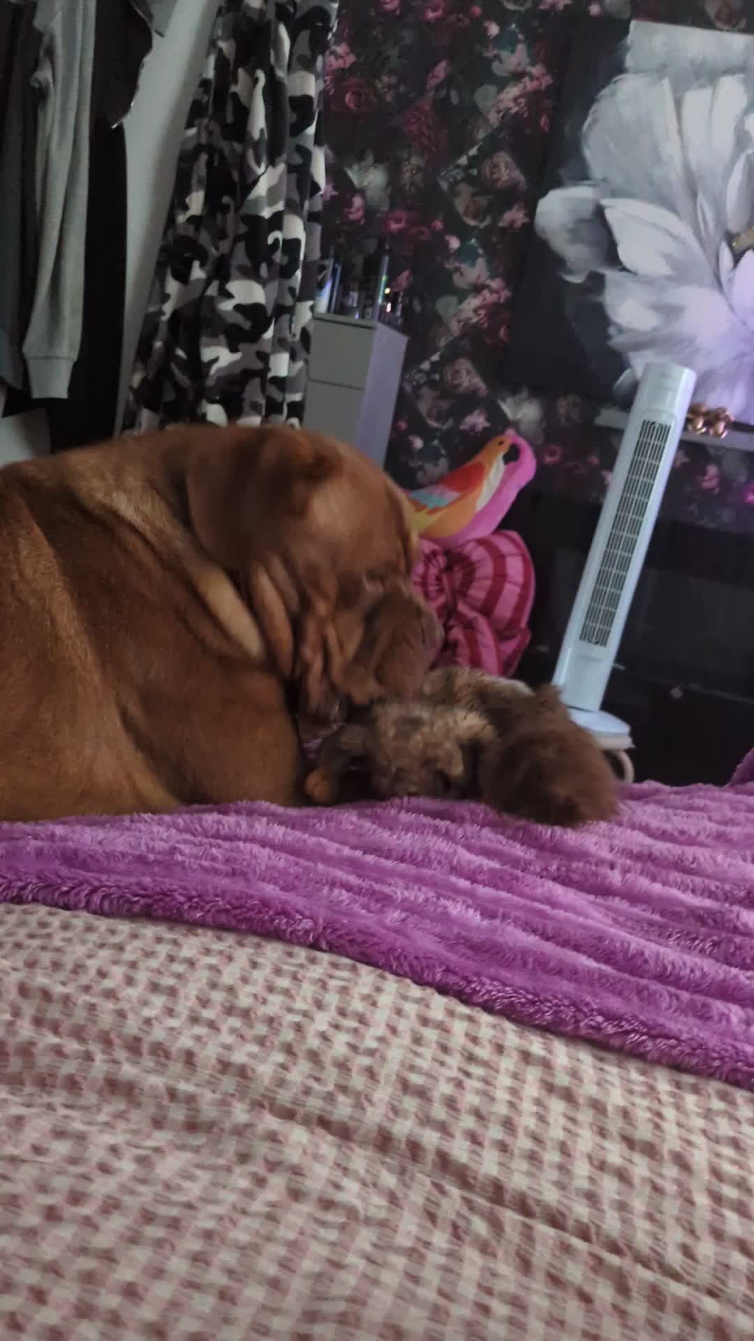 Dogue De Bordeaux dogs for stud: For stud  in Carmarthen - Video 1