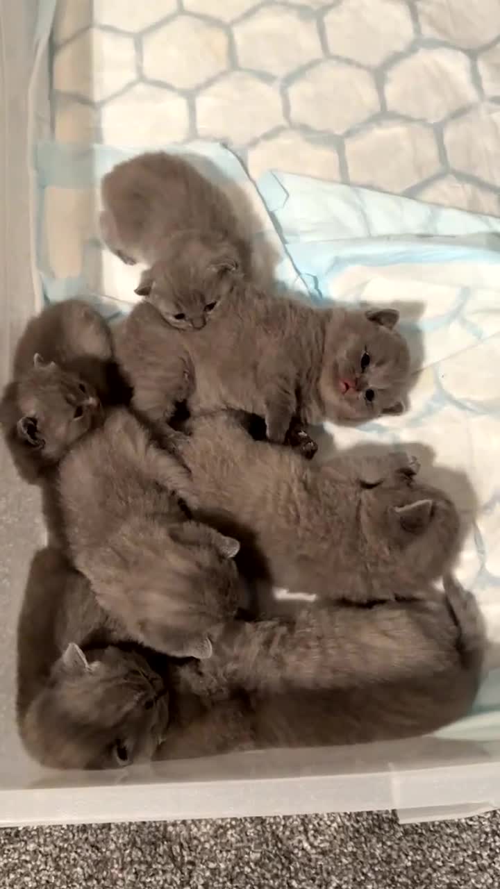 British Shorthair cats for sale: Beautiful Grey British Shorthair Kittens - Video 1
