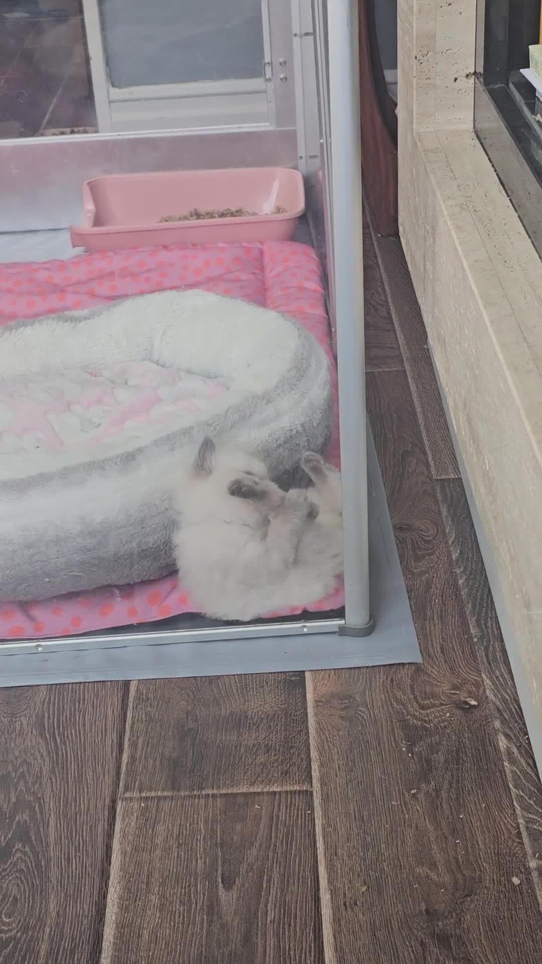 Ragdoll cats for sale: One gorgeous little blue point ragdoll boy - Video 1