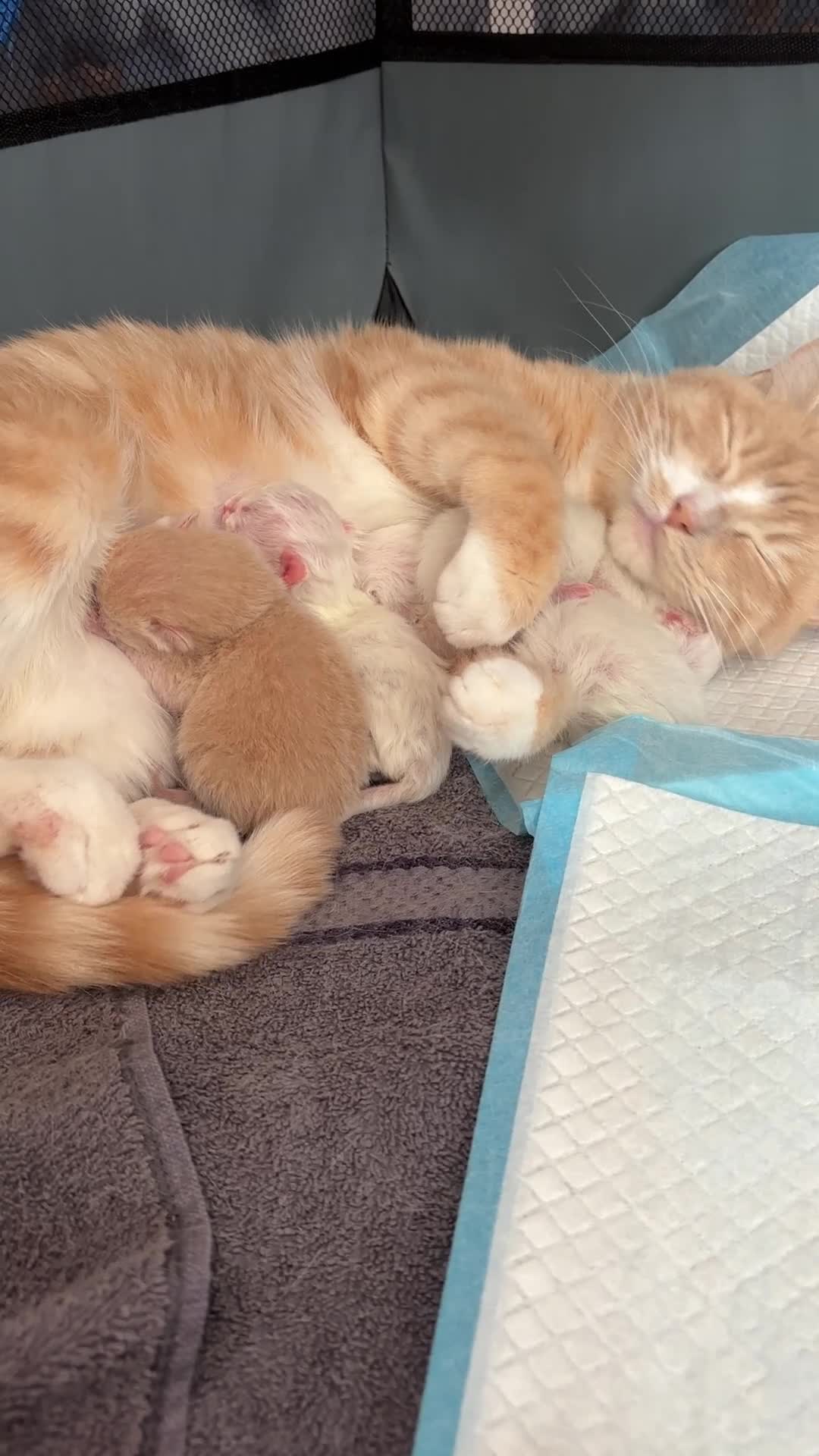Ragdoll cats for sale: Half rag doll kittens - Video 1