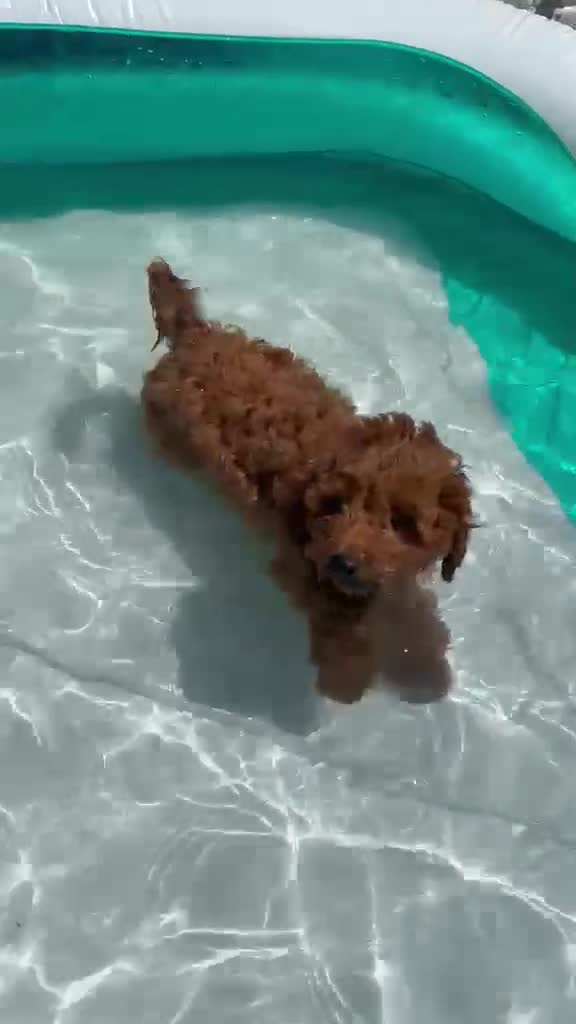 Cavapoo dogs for sale: Ready to leave, DNA HEALTH TESTED PARENTS. - Video 1