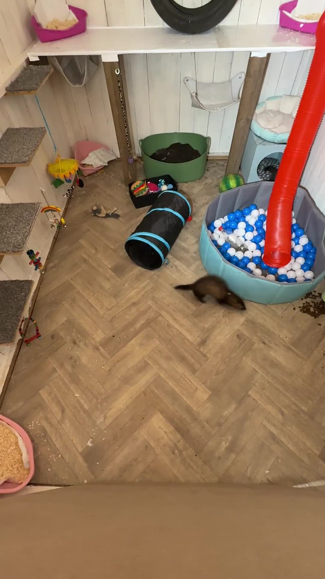 Ferret rodents for sale: 2 female ferrets for sale  - Video 2