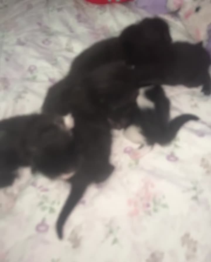 Mixed Breed cats for sale: Black and white kittens  - Video 1