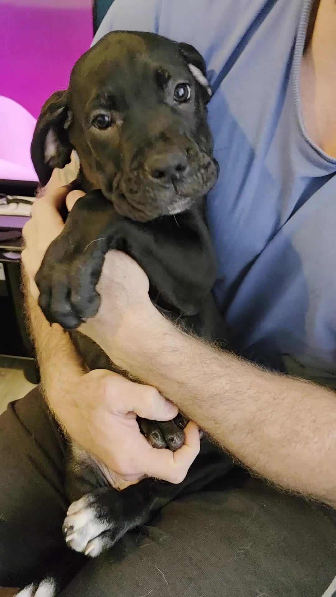 Cane Corso dogs for sale: Female cane corso puppy - Video 1