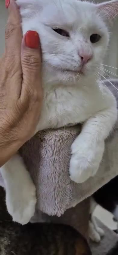 Domestic Shorthair cats for adoption: Azure - Video 1