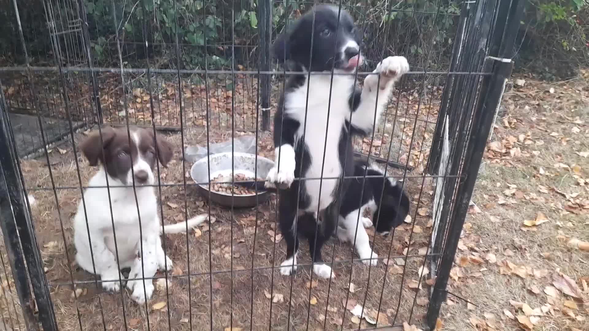 Sprollie dogs for sale: Border Collie x Springer Spaniel pups - Video 1