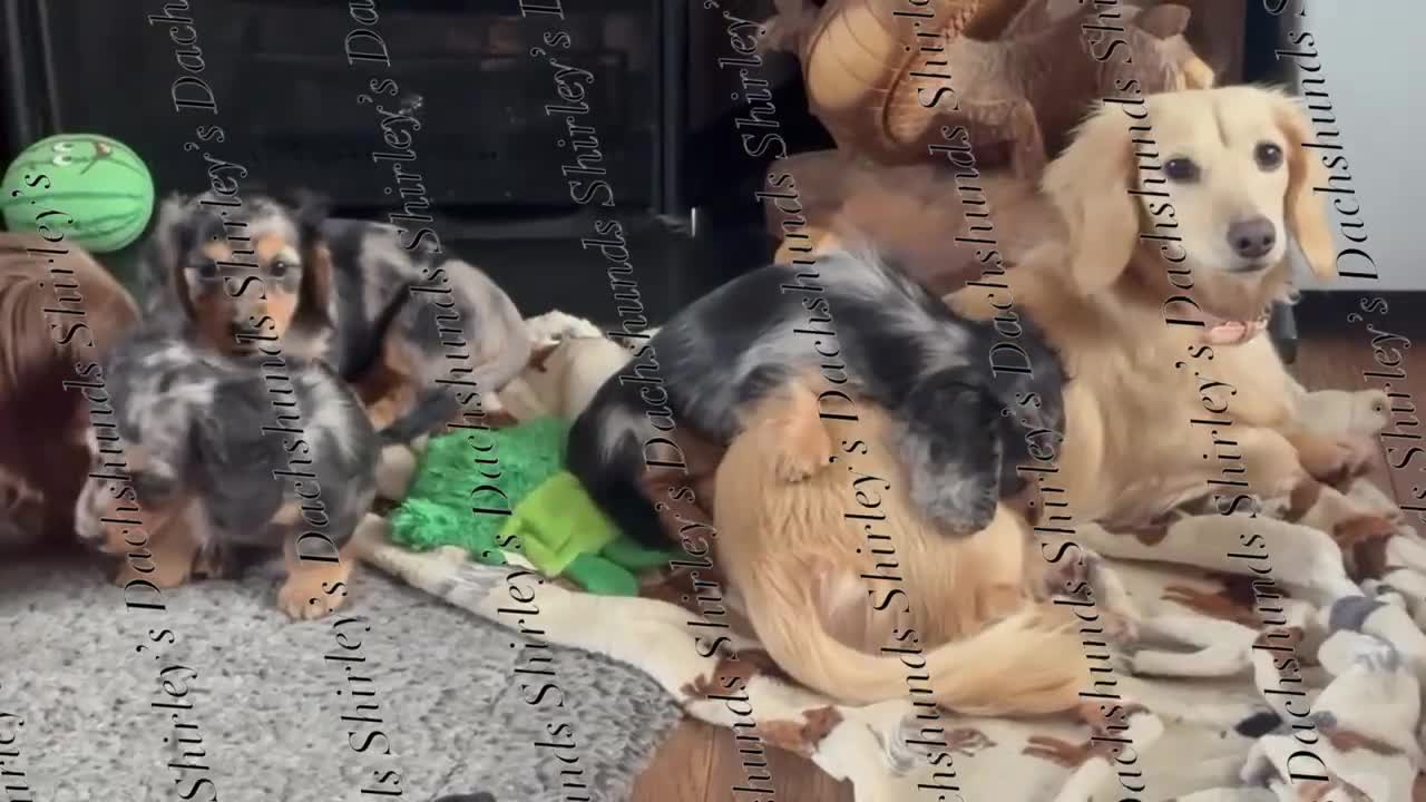 Miniature Dachshund dogs for sale: Ready to leave now. Silver Dapple Longhaired Minis - Video 1