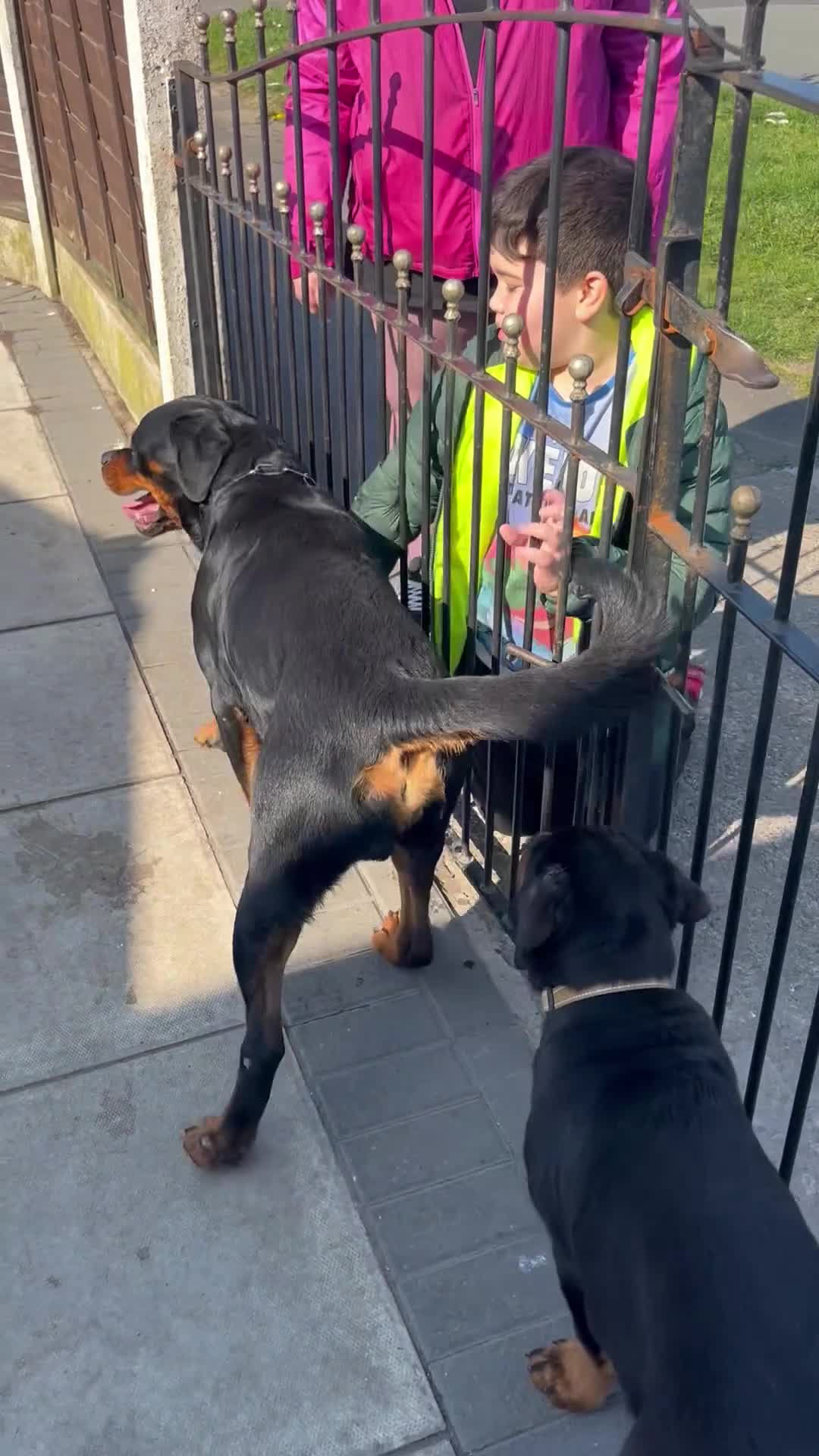 Rottweiler dogs for stud: Romanian Junior Champion Rottguardian Igor - Video 1
