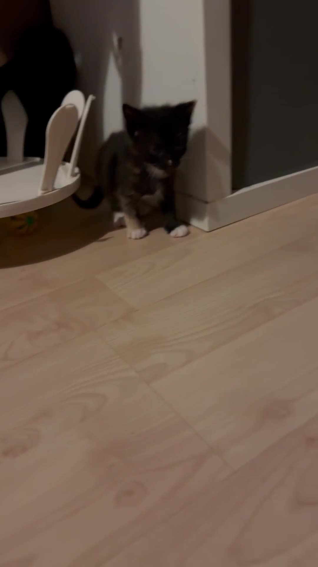 Domestic Shorthair cats for sale: Mixed kittens - Video 2