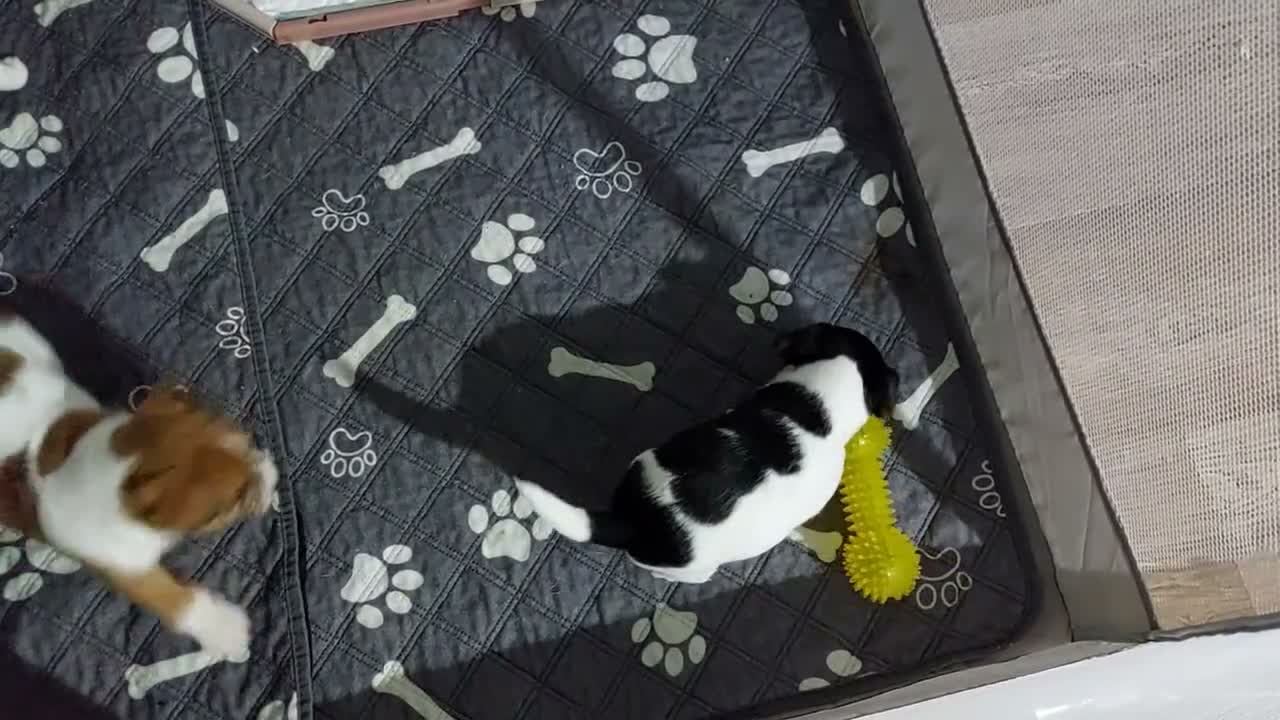 Jack Russell dogs for sale: Adorable 1 BOY LEFT Jack Russell  - Video 2
