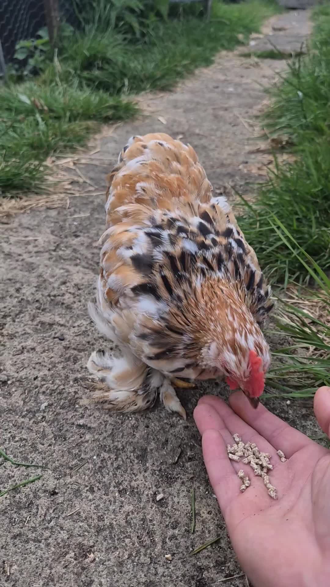 Chickens poultry for sale: Pekin bantam cockerils  - Video 1