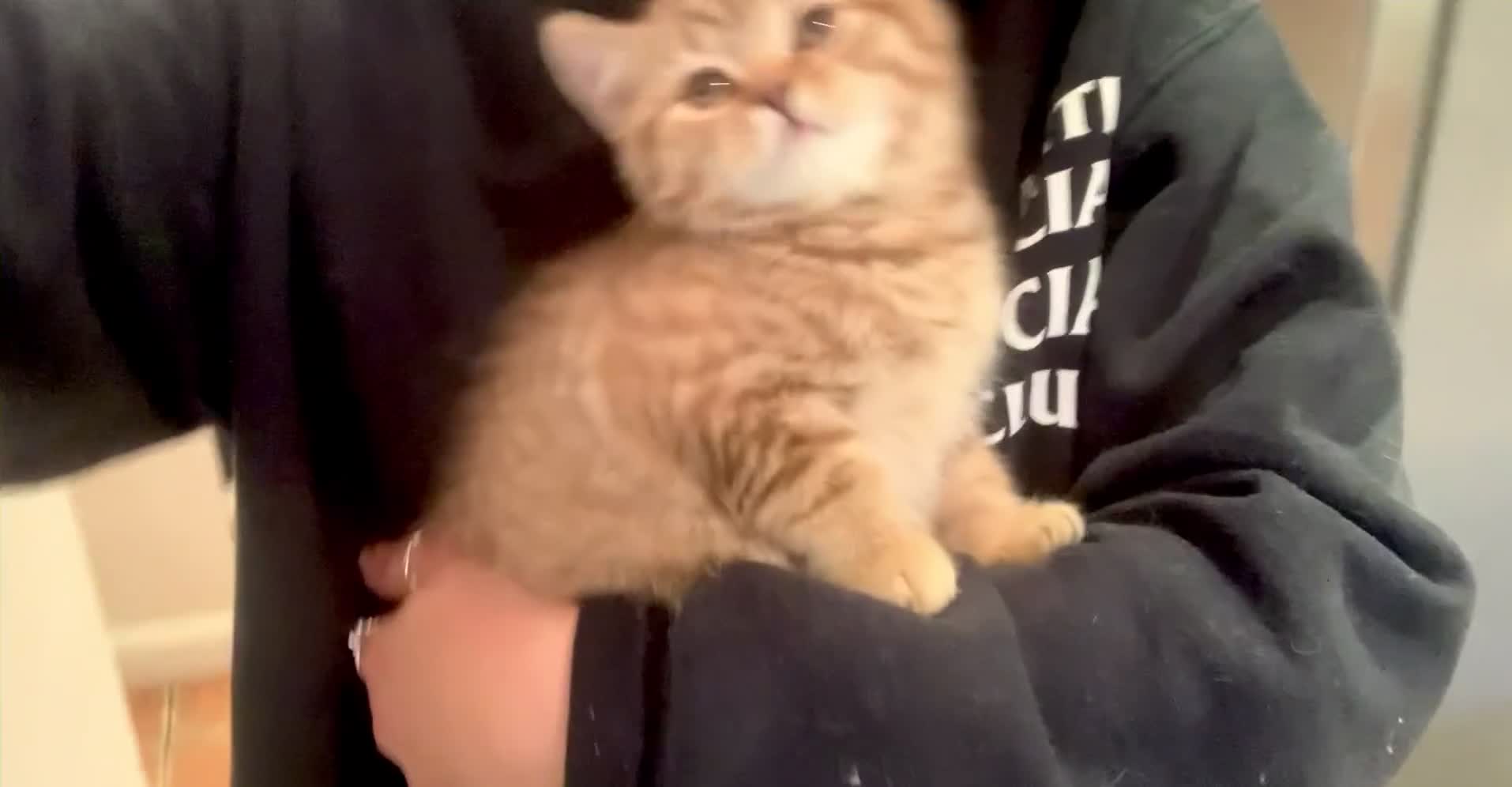 British Shorthair cats for sale: 🤎 TICA pedigree gingery tabby British shorthairs - Video 5