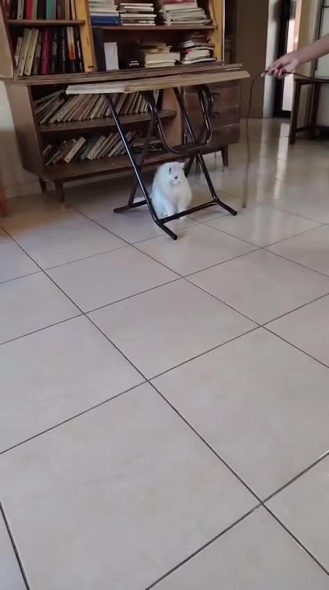 Mixed Breed cats for adoption: MIX TURKISH BONDED BOYS LUKI(White) JUNO NEUTERED  - Video 1