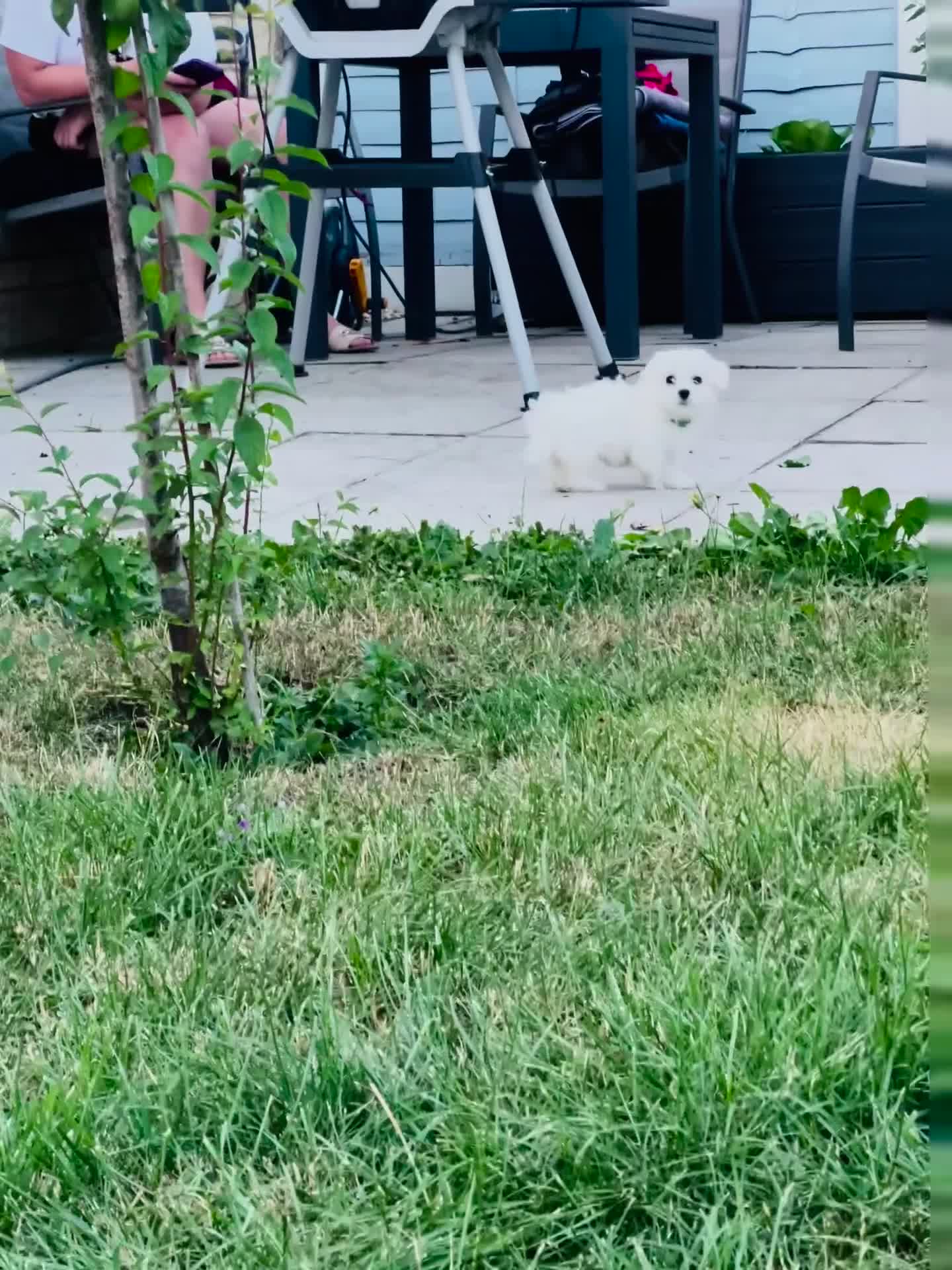 Maltese dogs for sale: 1 BOY RESERVED Maltese Boys. Ready for collection  - Video 2