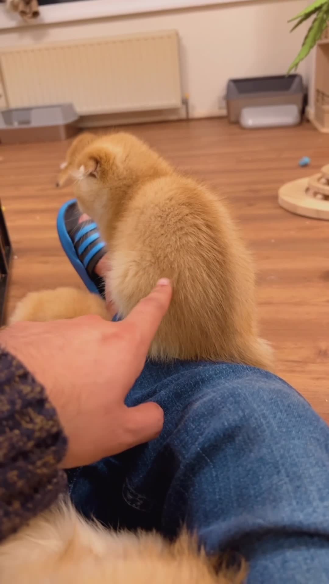 Scottish Fold cats for sale: Scottish fold golden kittens NY11 NY12 - Video 5