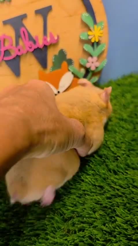 Hamster rodents for sale: Syrian Hamster Babies Male Female Well Handled   - Video 1