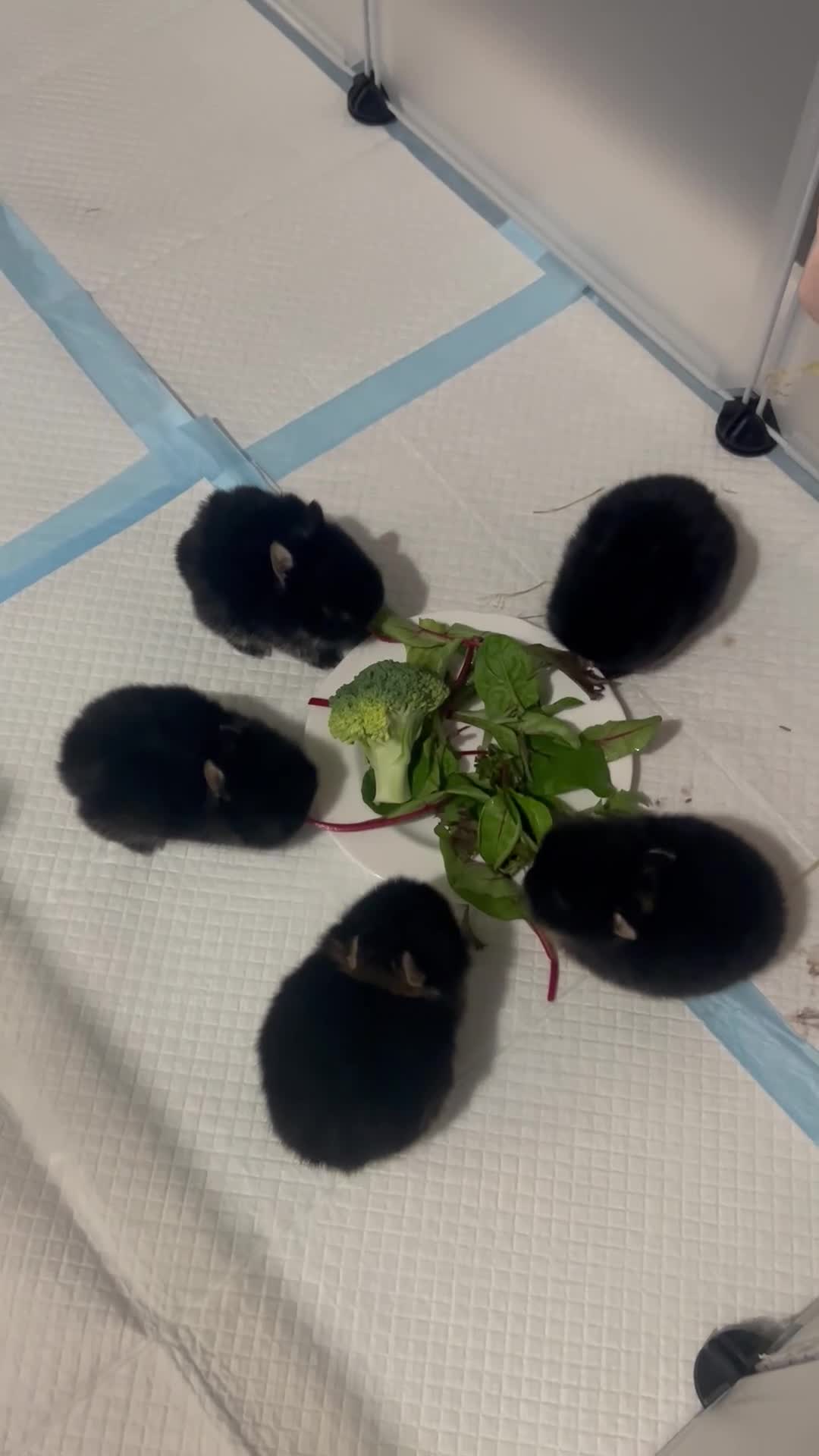 Netherland Dwarf rabbits for sale: Netherland dwarfs  - Video 1