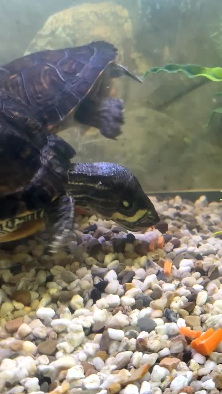 Terrapin reptiles for sale: Turtles - Video 1