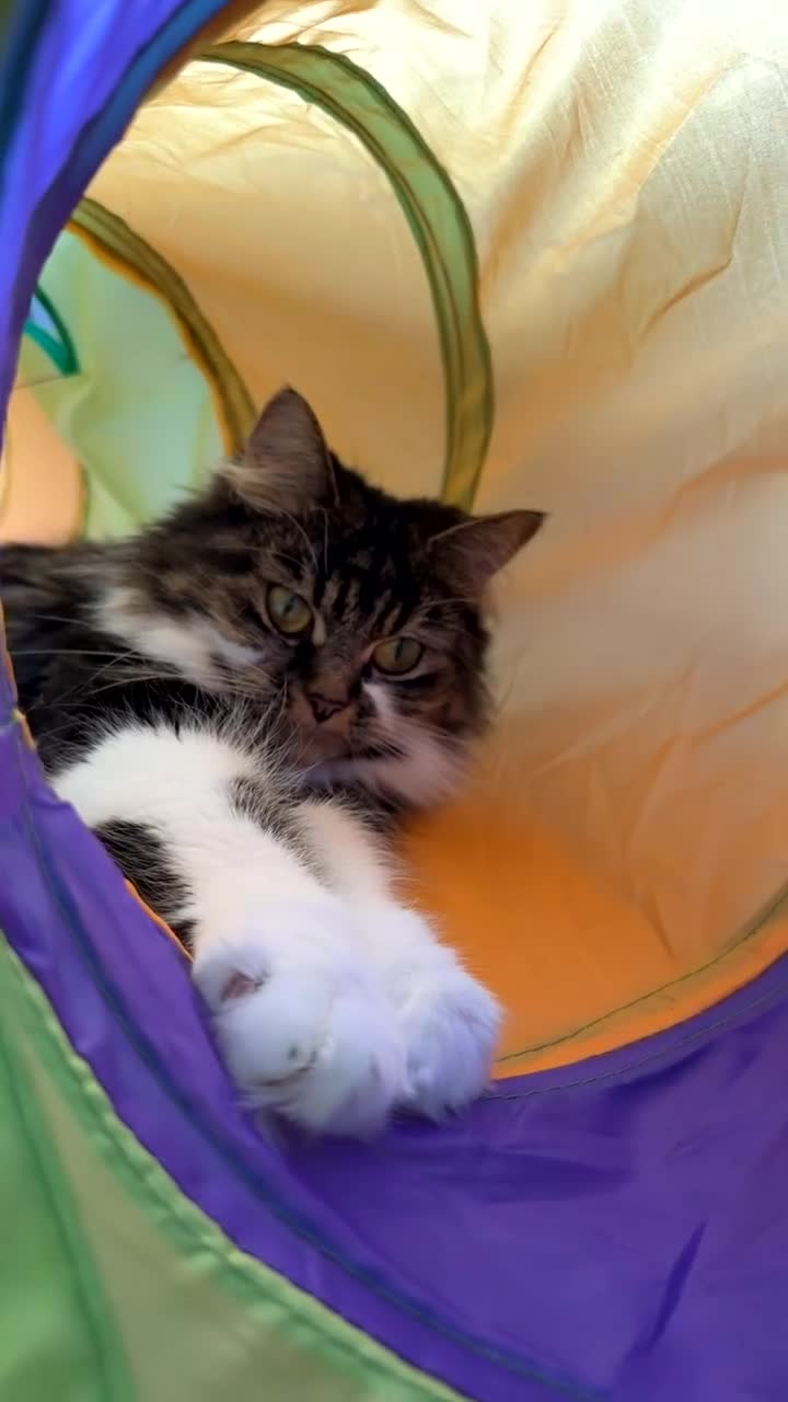 Mixed Breed cats for sale: Loving long-haired cat looking for forever home - Video 1