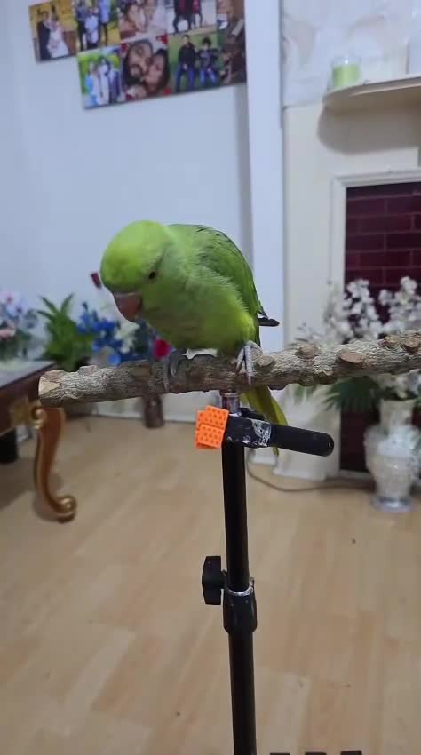 Ringnecks birds for sale: Ringneck parrot - Video 1