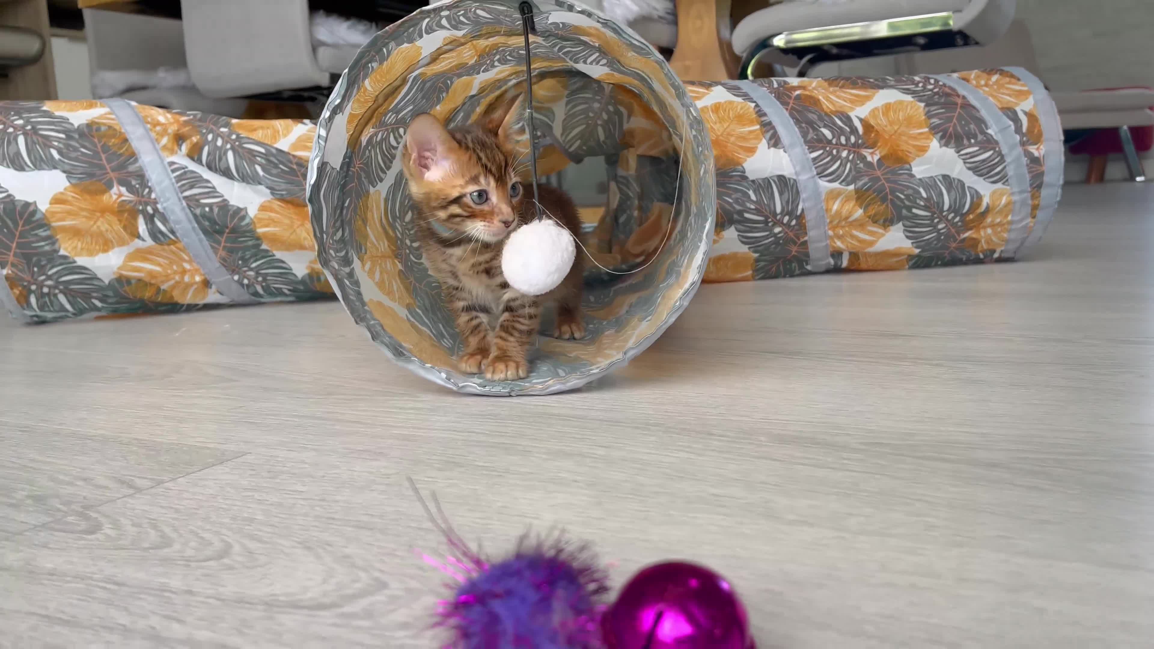 Toyger cats for sale: Full Pedigree Toyger Kittens Last Litter of 2025 - Video 1