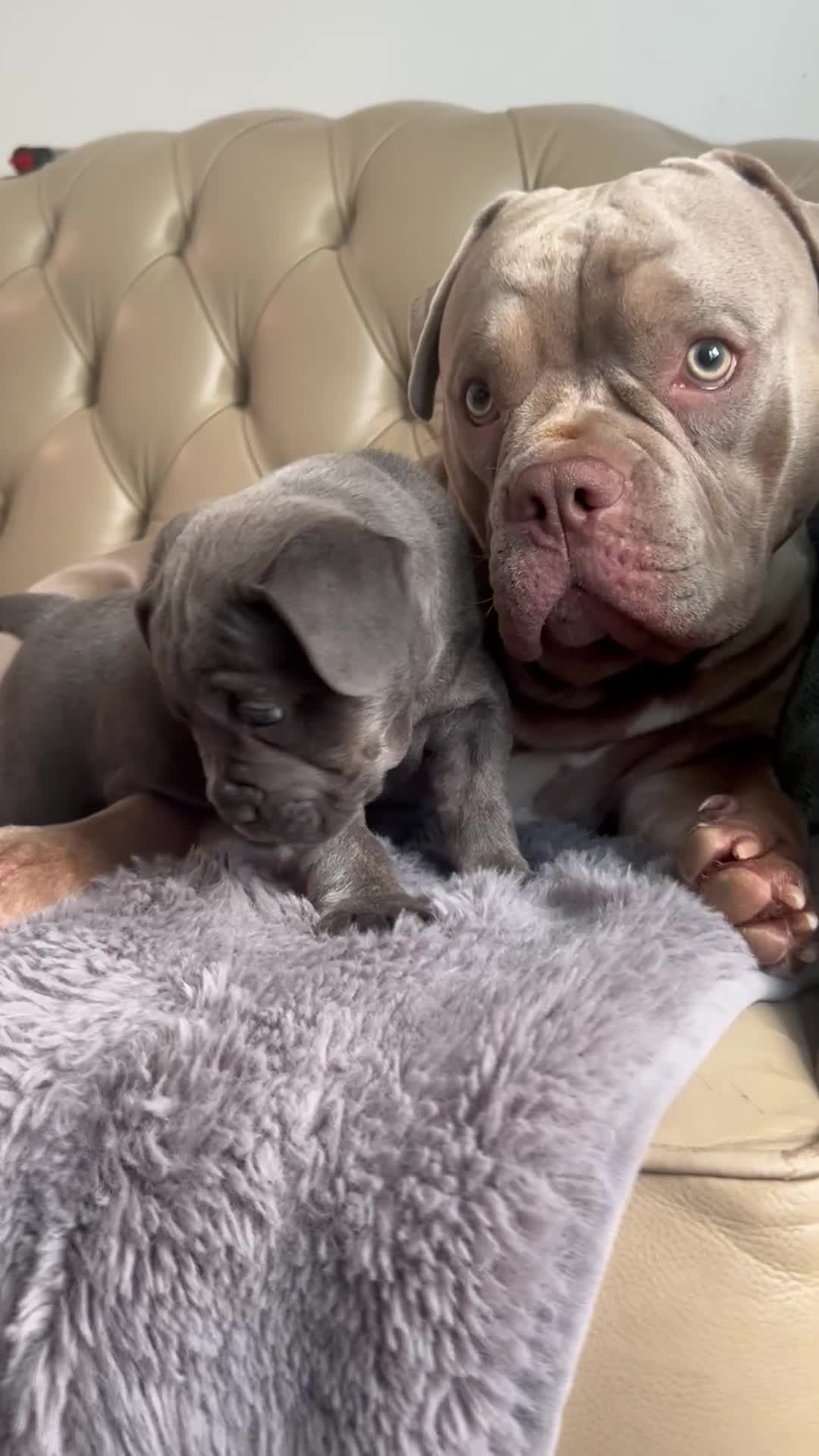 Mixed Breed dogs for sale: French Bulldog Mix Boys – Blue Eyes - Video 1