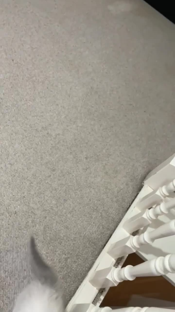 Ragdoll cats for sale: Ragdoll kitten for sale - Video 1