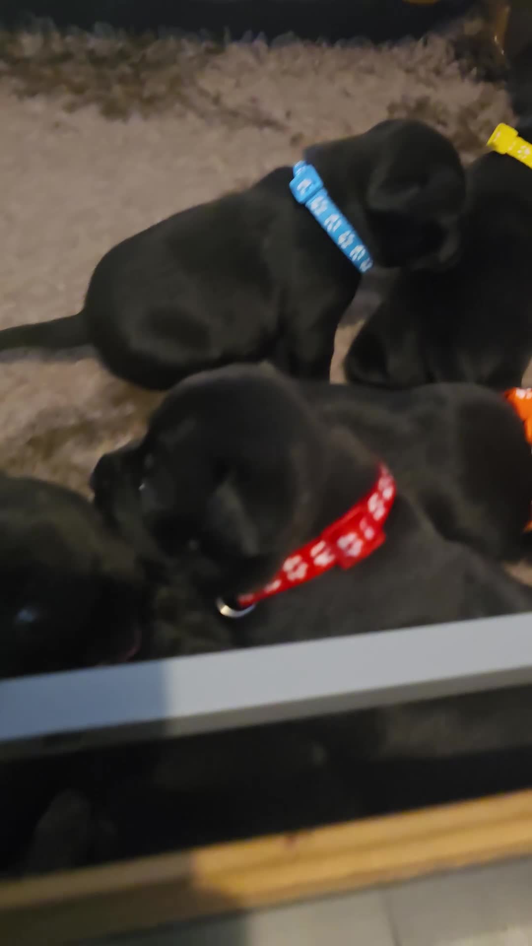 Staffordshire Bull Terrier dogs for sale: Kc registered Staffordshire bullterrier  - Video 3