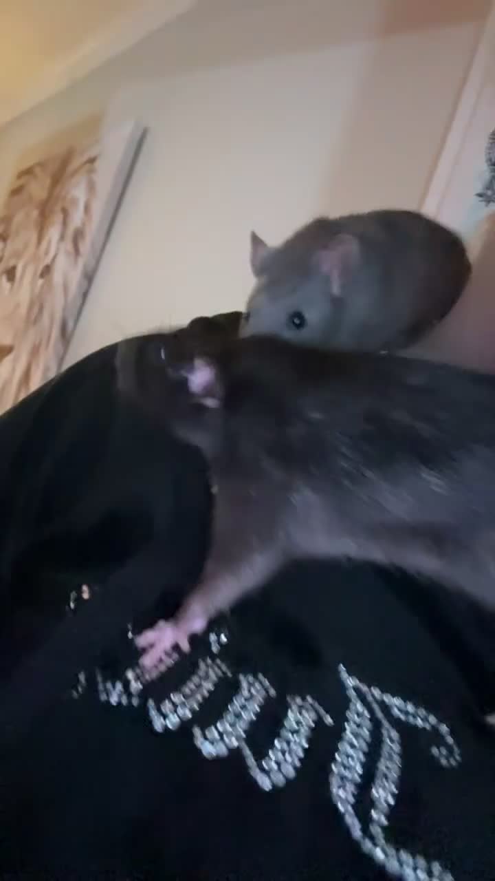 Rat rodents for sale: Fancy rats and cage for sale  - Video 1