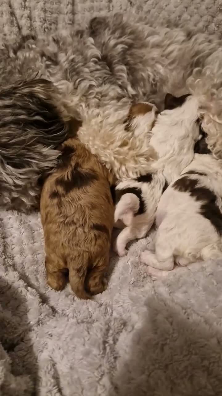 Maltipoo dogs for sale: F1b tiny unique maltipoo puppies. Asian/ Korean  - Video 1