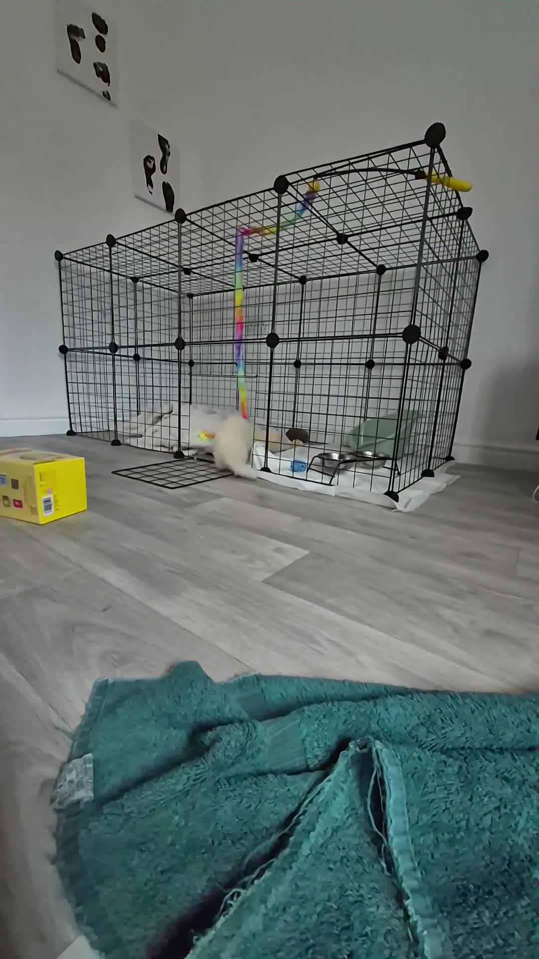 Ferret rodents for sale: Albino 1/2 micro ferret - Video 1