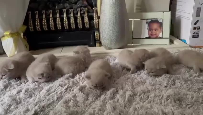 British Shorthair cats for sale: British short hair kittens GCCF registered  - Video 1