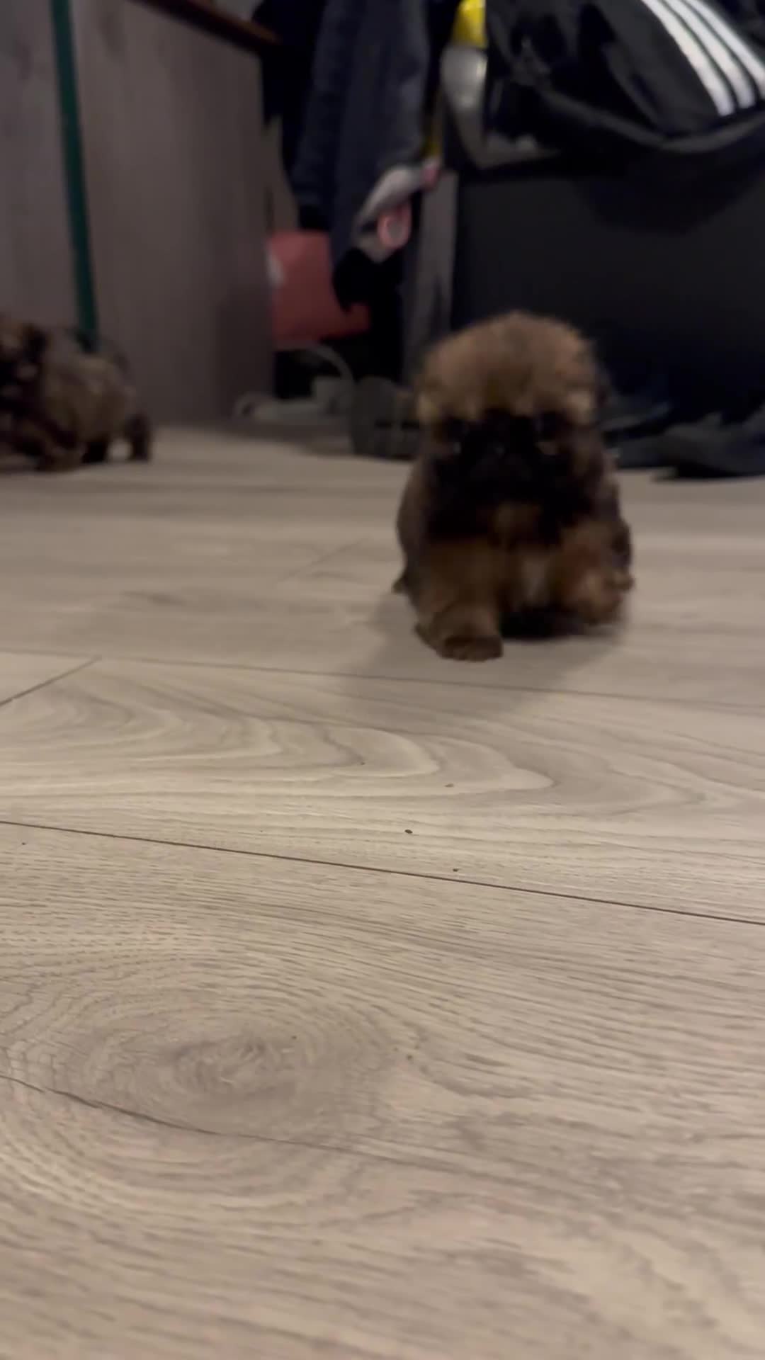 Shih Tzu dogs for sale: Ready to leave- imperial Shih Tzu - Video 1