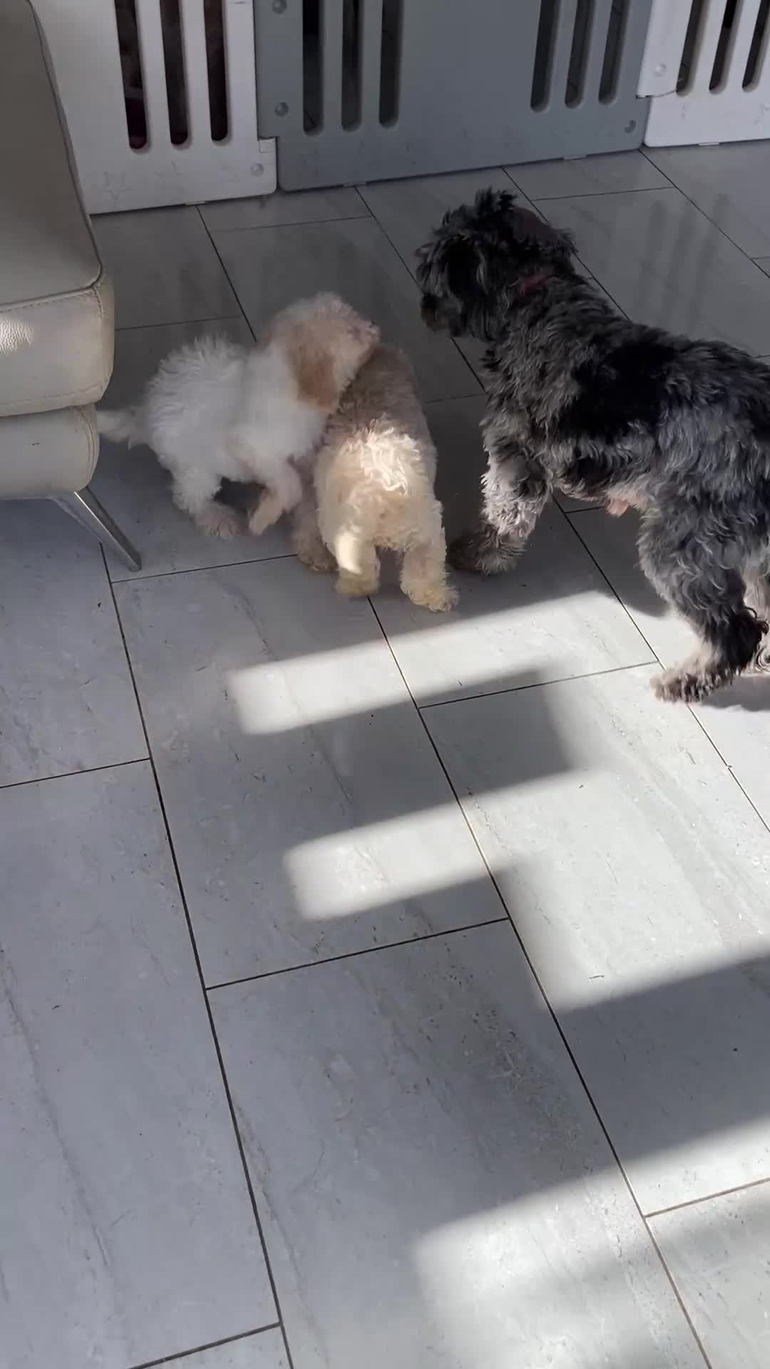 Cavapoo dogs for sale: One Cavapoo x poodle girl ready to go!!! - Video 2