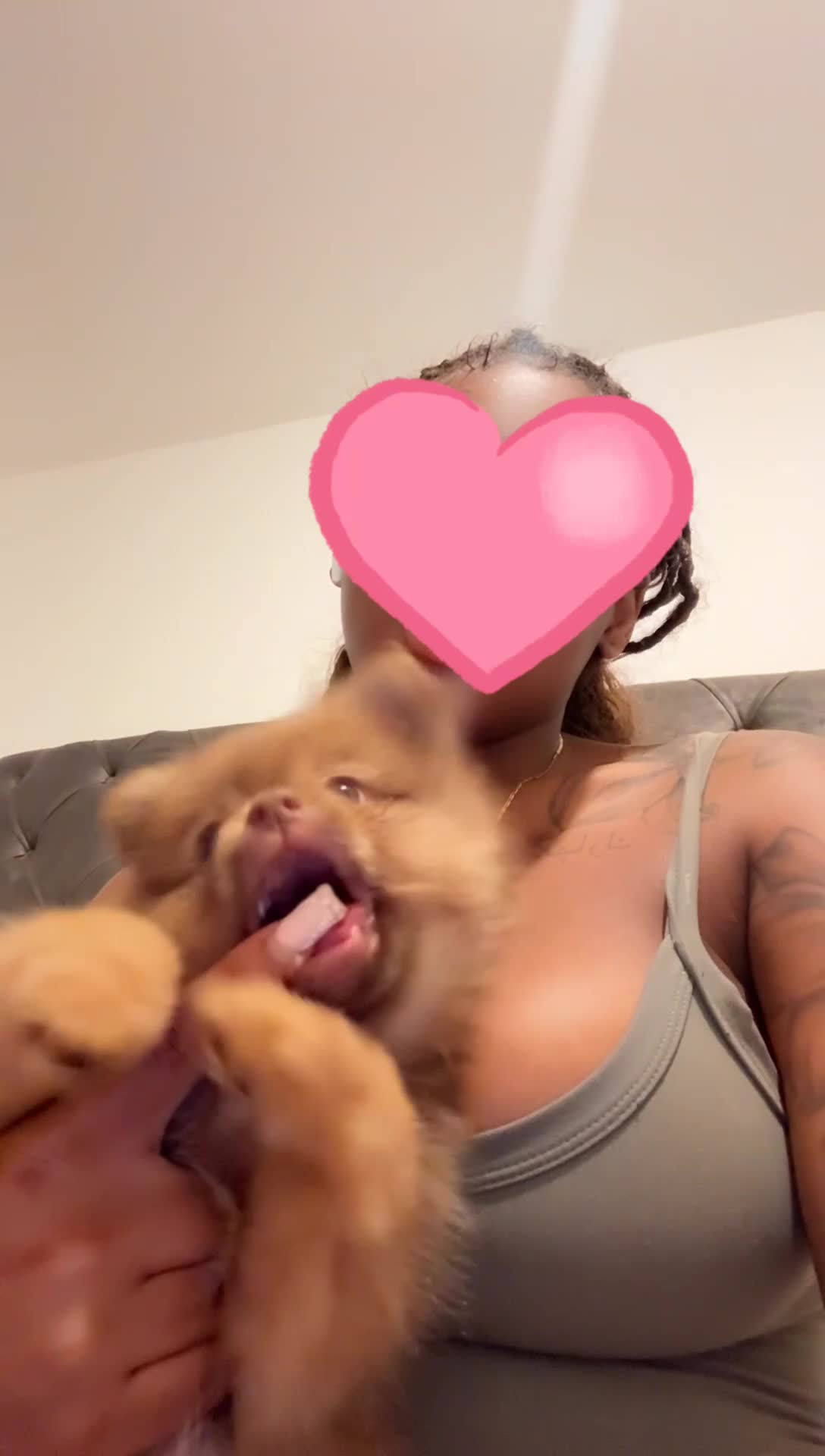 Pomeranian dogs for sale: Friendly chocolate Pom  - Video 1