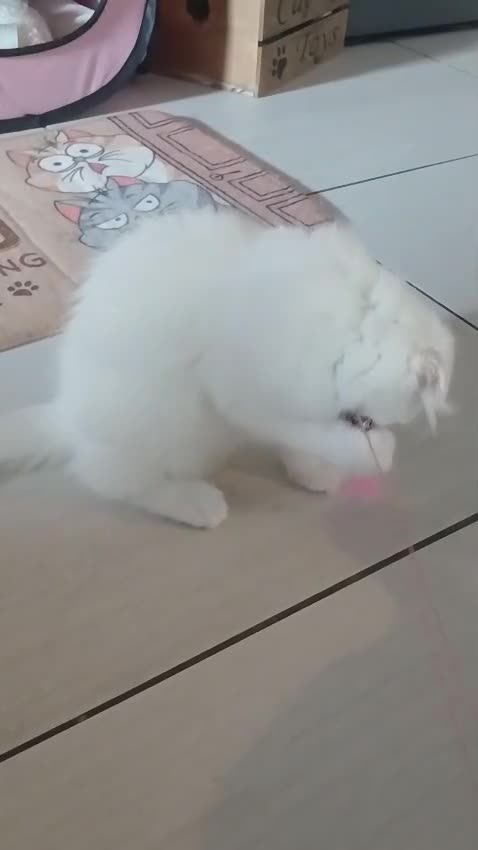 Scottish Fold cats for sale: ready now for there forever homes - Video 2