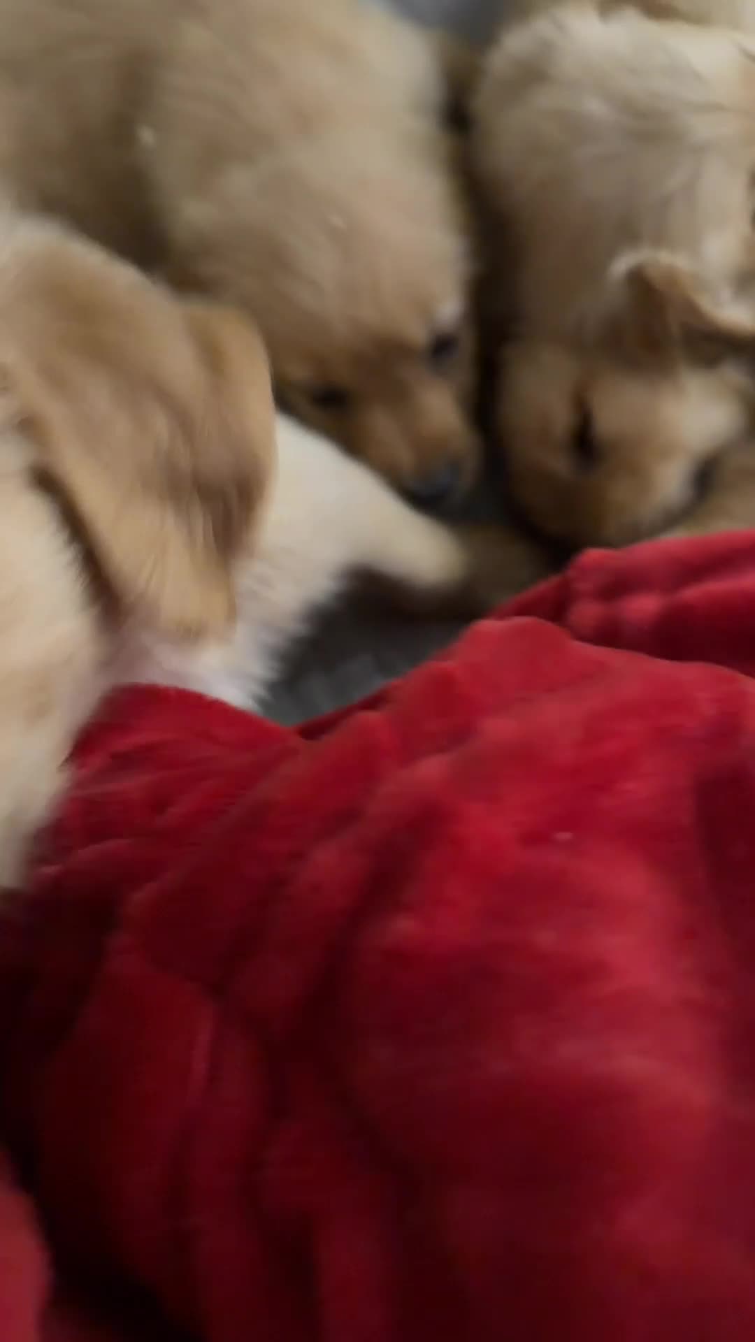 Golden Retriever dogs for sale: Golden retriever puppies  - Video 2