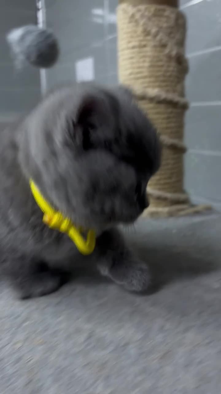 British Shorthair cats for sale: Beautiful blue British shorthair  - Video 1