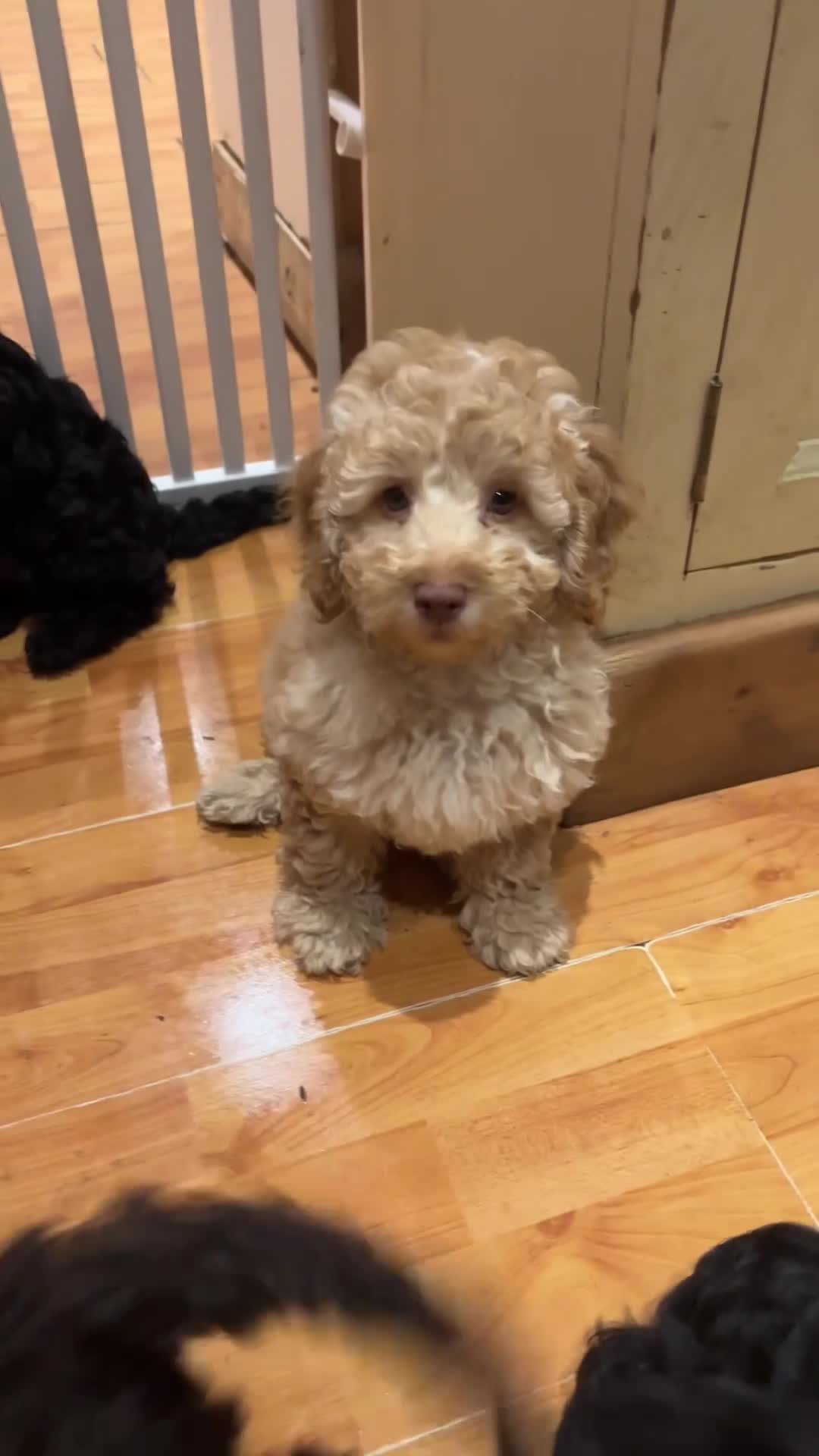 Sproodle dogs for sale: 10 FB2 sproodles puppies  - Video 2