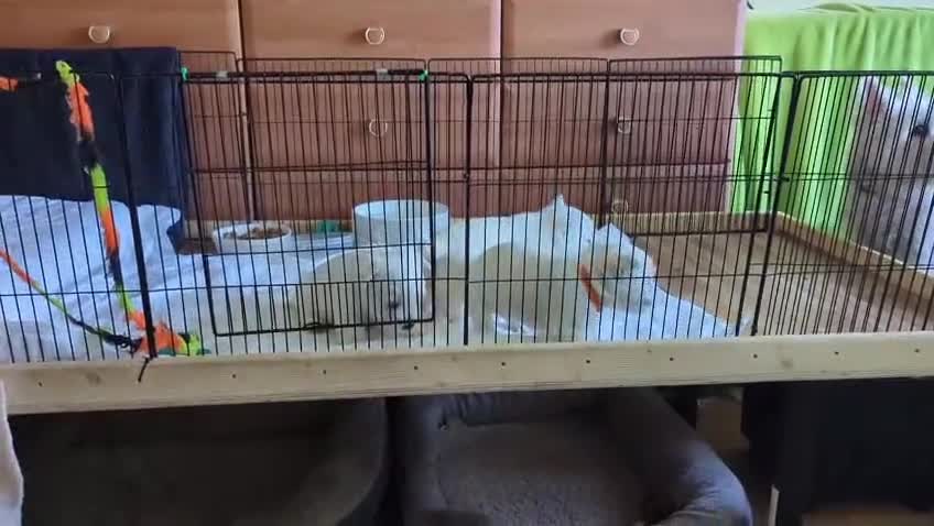 West Highland Terrier dogs for sale: Beautiful KC Registered White West HighlandTerrier in Liverpool - Video 3