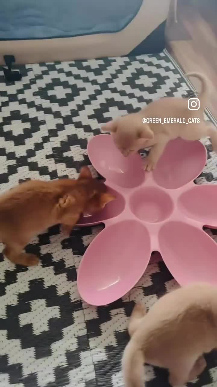 Abyssinian cats for sale: Pure pedigree Tica registered Abyssinian kittens  - Video 3