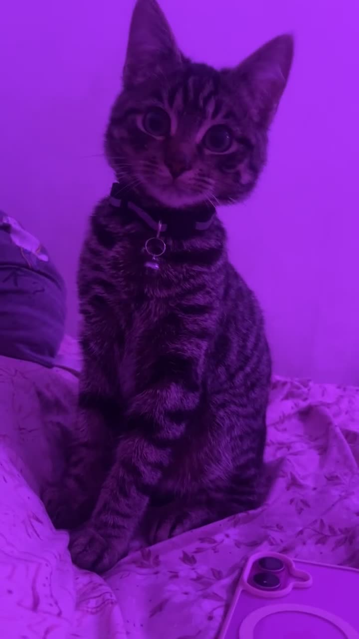 Domestic Shorthair cats for sale: 11 Month Old Female Tabby Cat – Loving & Playful in Northampton - Video 1
