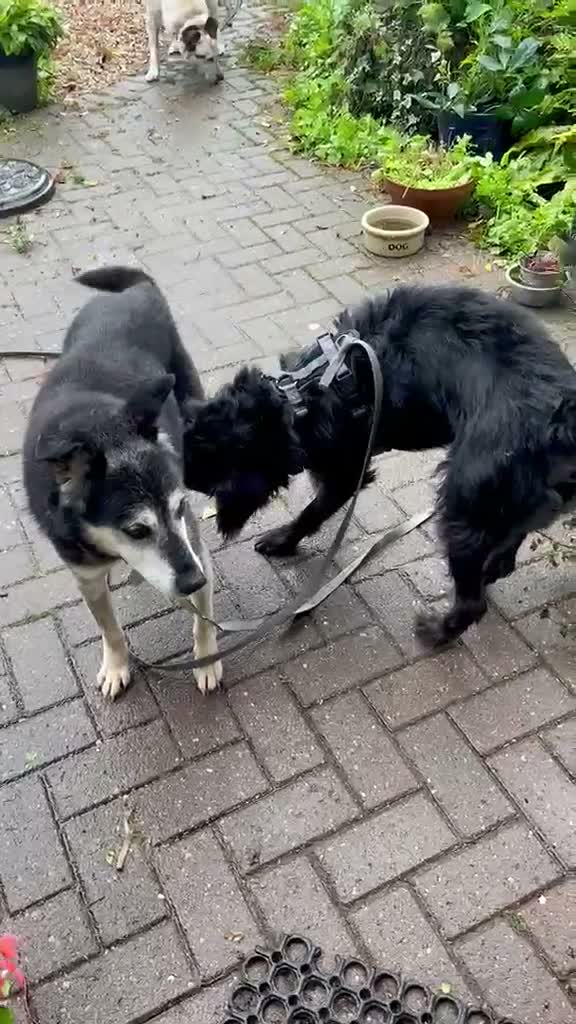 Mixed Breed dogs for adoption: Forever home needed for dear Tim - Video 3