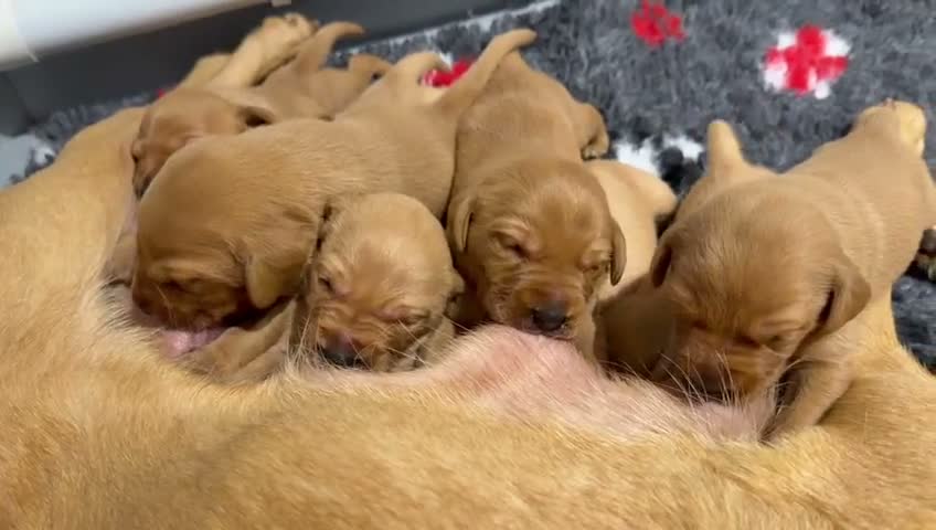 Labrador Retriever dogs for sale: Fox Red Labrador Puppies For Sale - Video 1