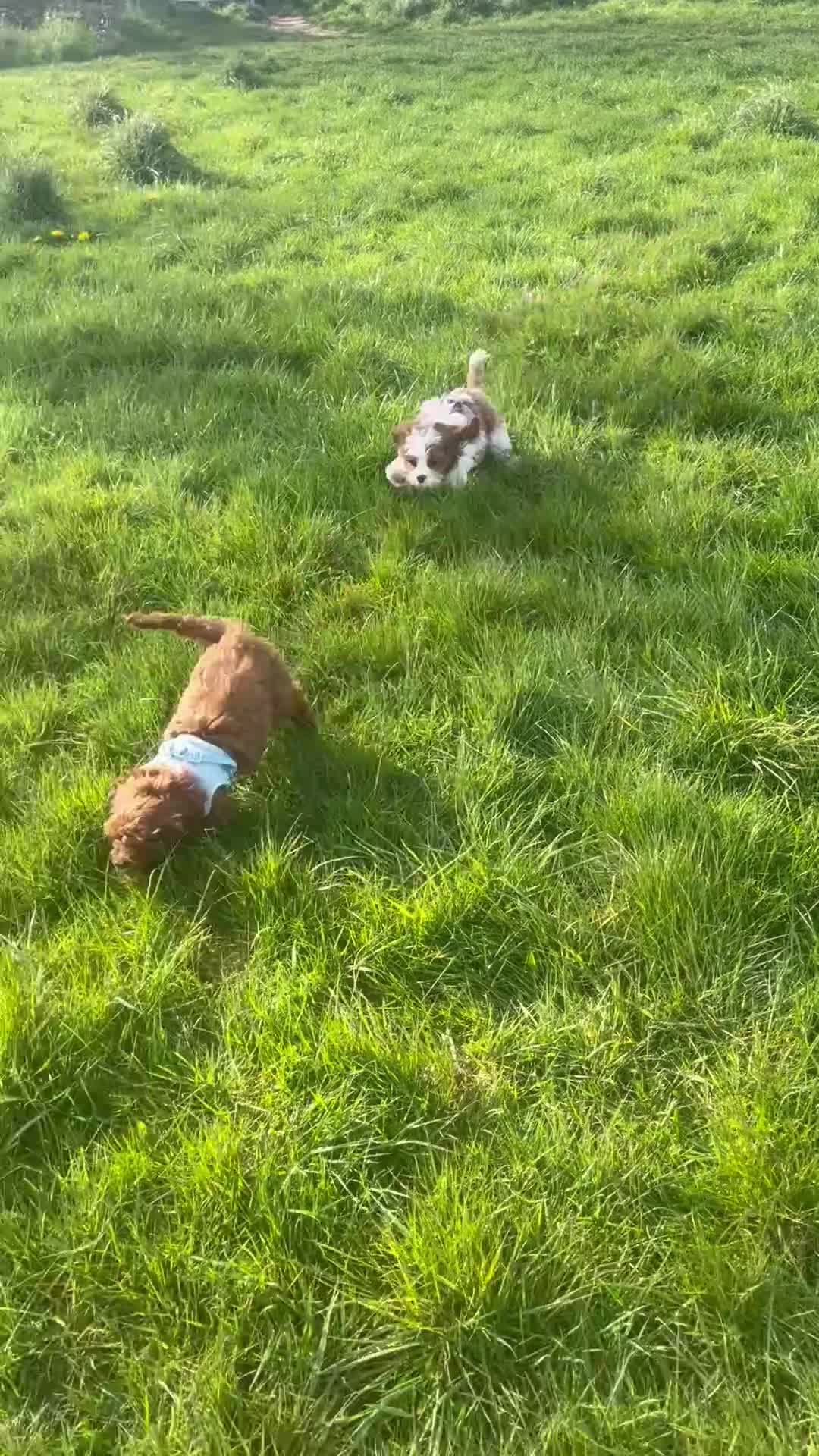 Cavapoo dogs for sale: Merlesque fully trained older puppies  - Video 2