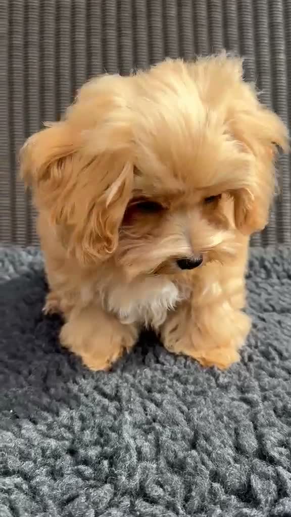Maltipoo dogs for sale: Exceptional F1 Asian Maltipoo puppies - Video 1