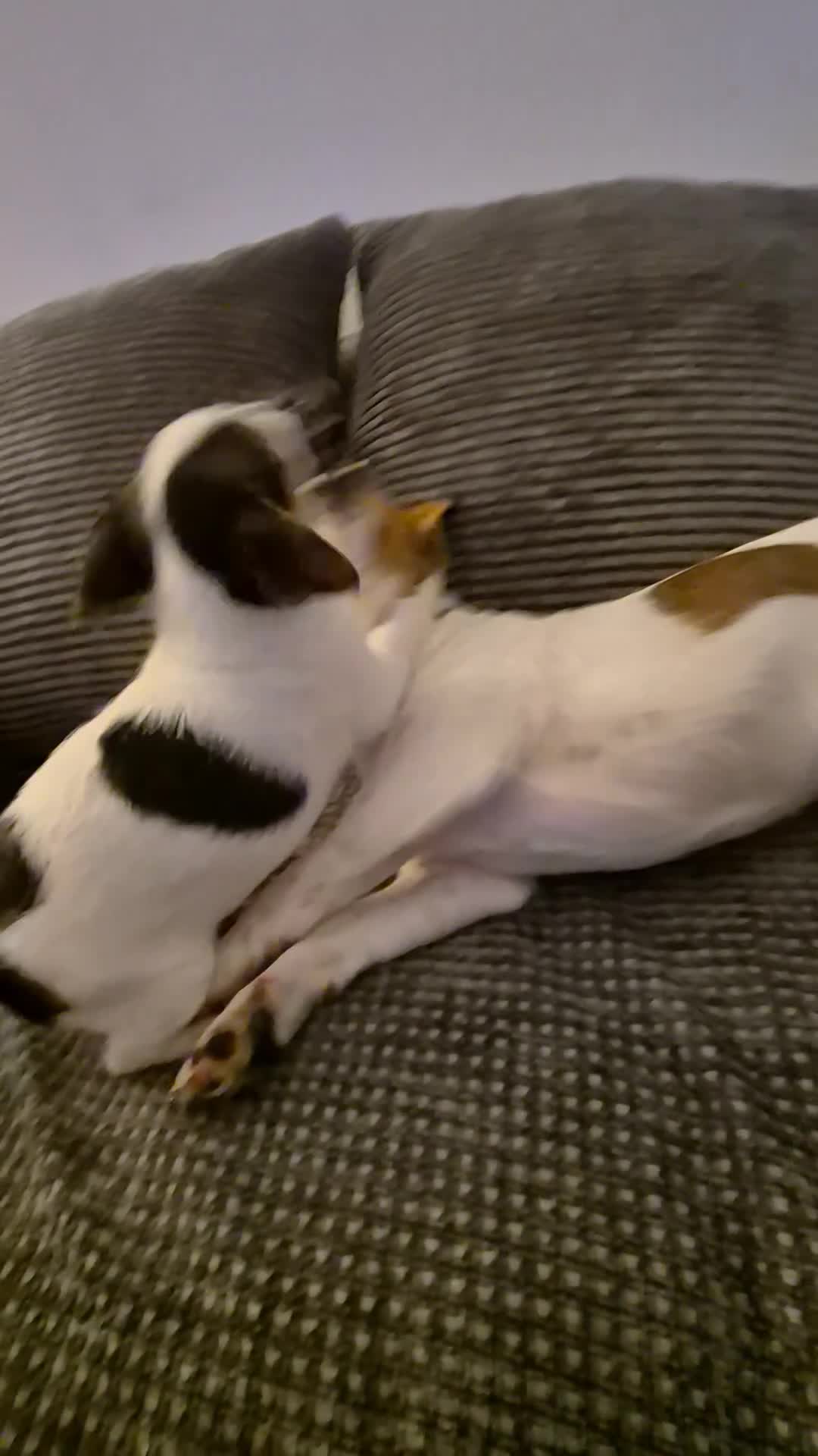 Mixed Breed dogs for sale: Jack chi puppy - Video 2