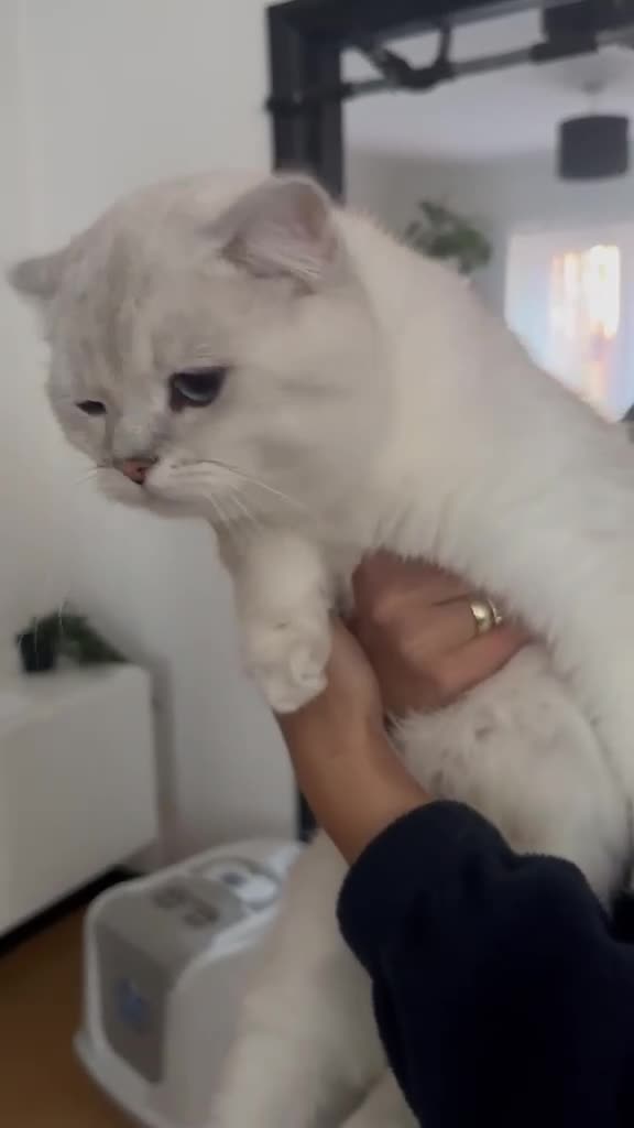 British Shorthair cats for sale: Female British Shorthair (For Sale!) - Video 3