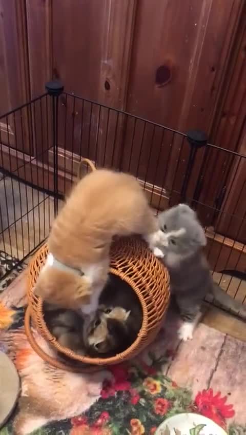 Scottish Fold cats for sale: Three Scottish Fold Kittens for sale - Video 1